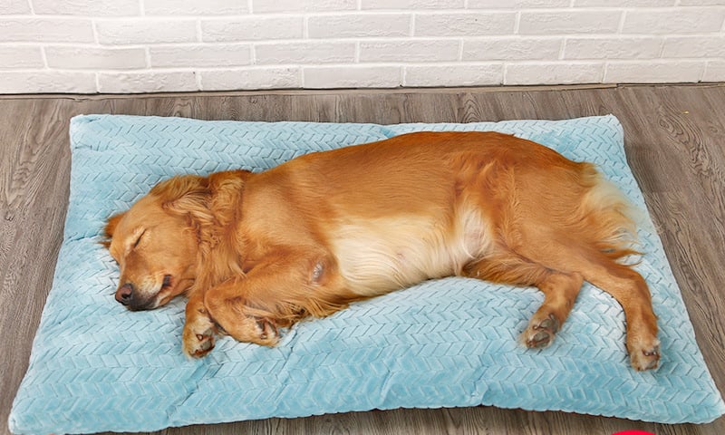 Cama Larga y Cálida de Peluche para Perros con Base Acolchada - 4 Tamaños