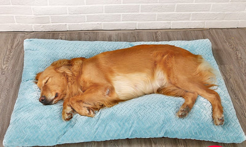 Cama Larga y Cálida de Peluche para Perros con Base Acolchada - 4 Tamaños
