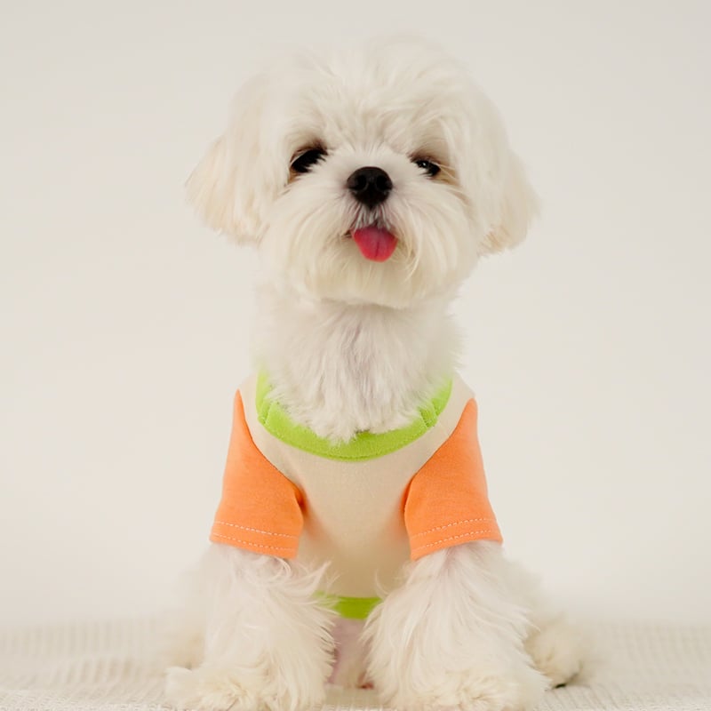 Camisa de Hogar a Colores para Cachorro